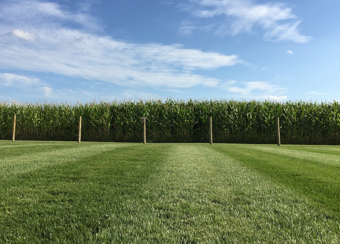 Even green lawn along a cornfield