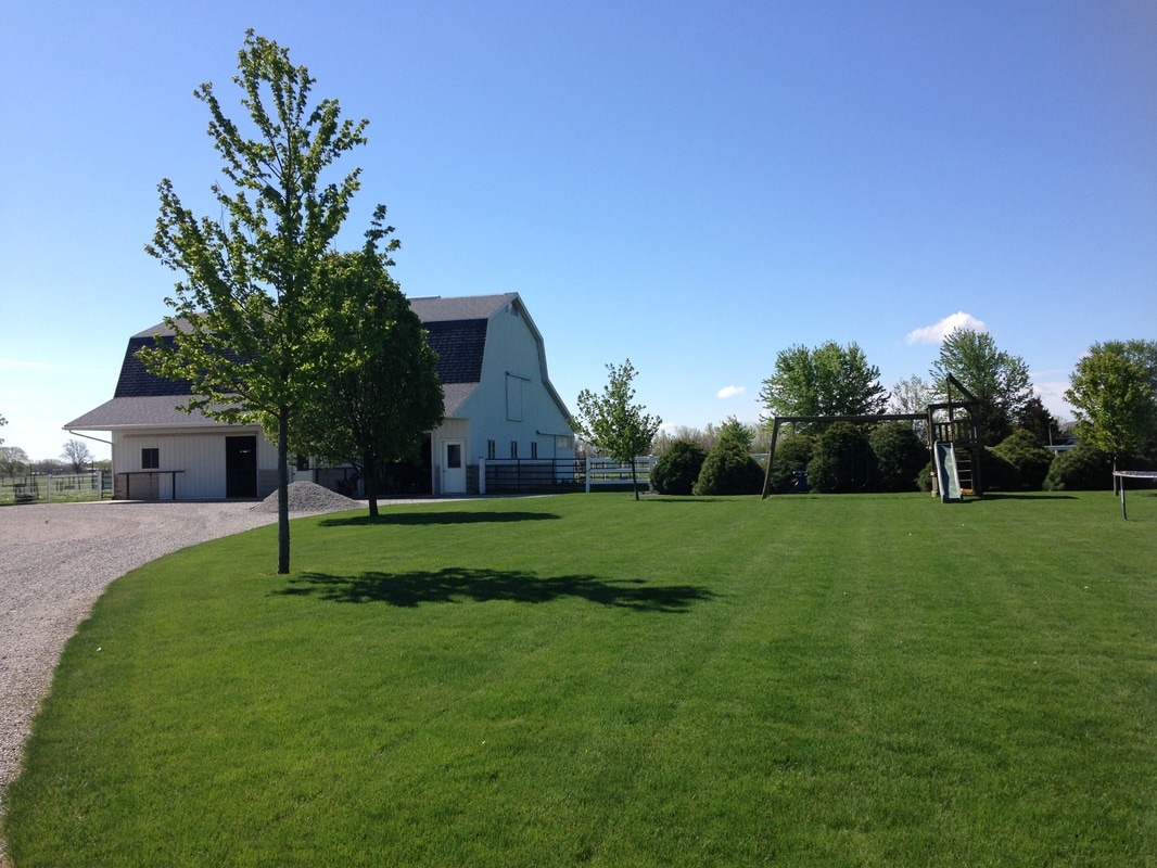 Dense green turf along a tree-lined drive