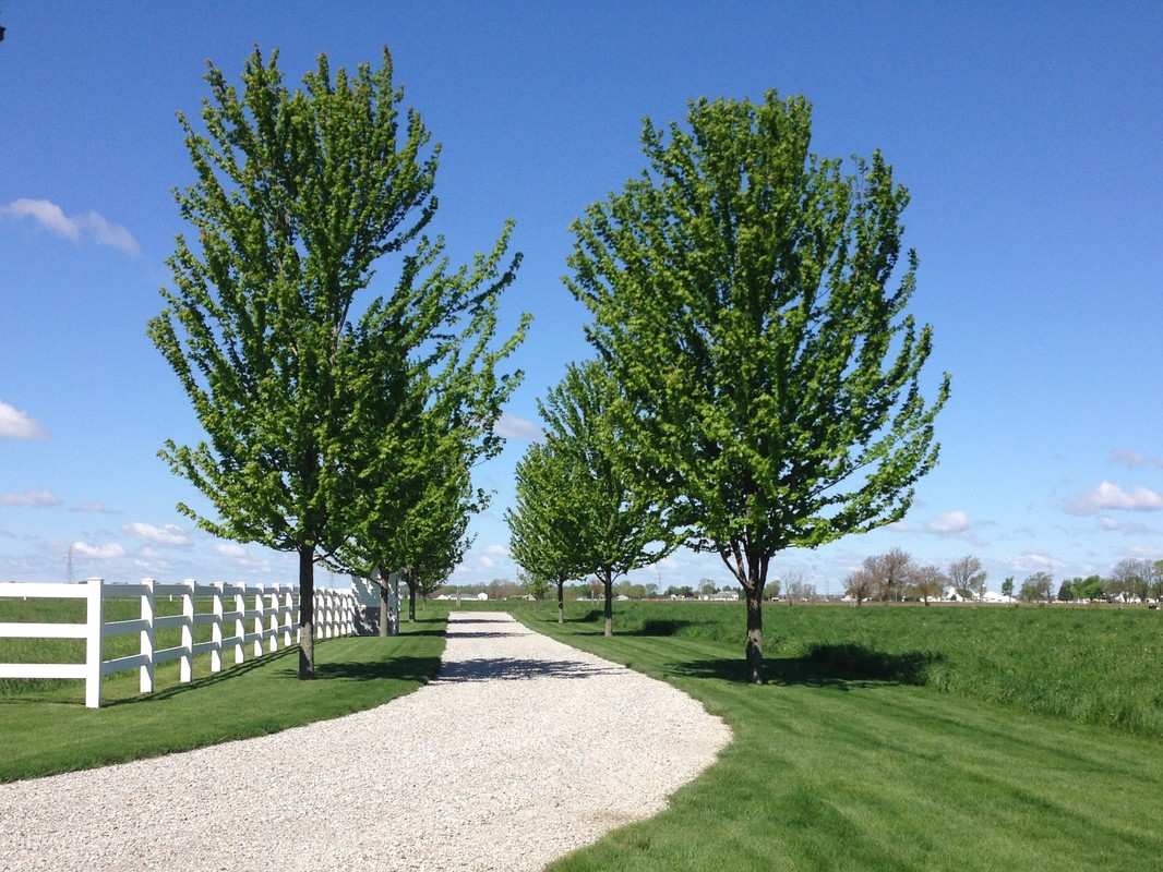 A well-maintained northeastern Indiana residential lawn